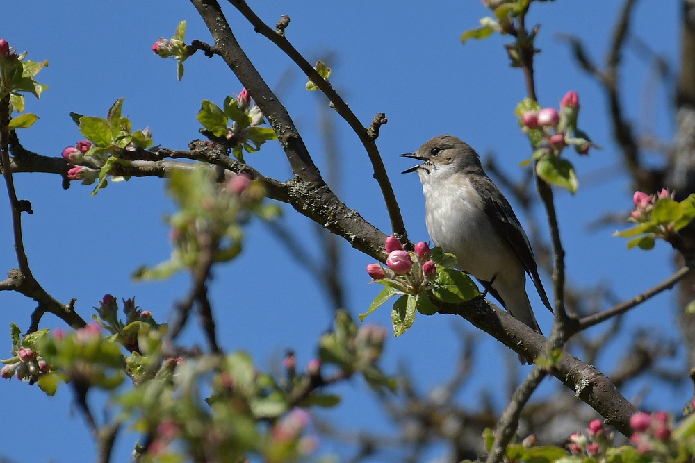 Gailenberg: Trauerschnäpper – Konzert im Apfelbaum