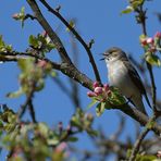 Gailenberg: Trauerschnäpper – Konzert im Apfelbaum