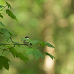 Gailenberg: Versteckspiel mit dem Trauerschnäpper