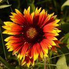 Gaillarde des Cévennes.