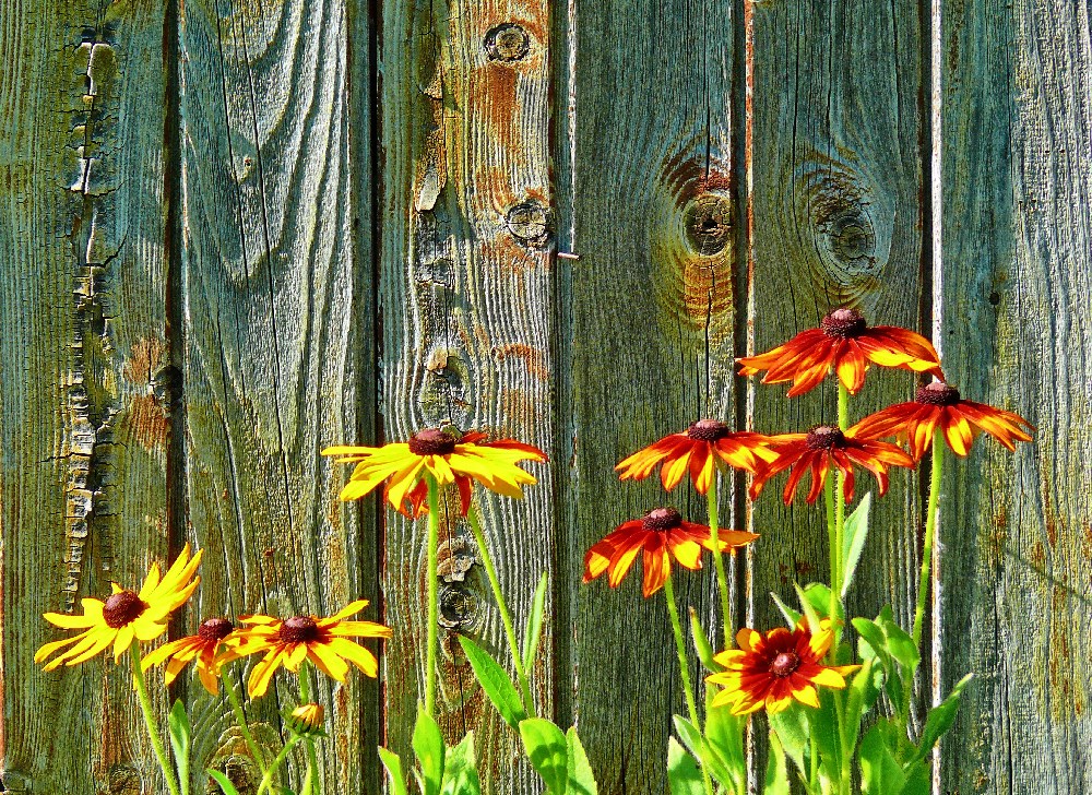 Gaillardes à Corrençon en Vercors