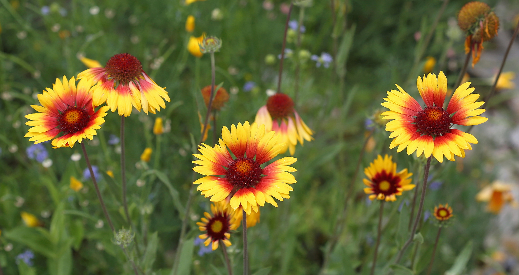 Gaillardia 