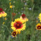 Gaillardia 