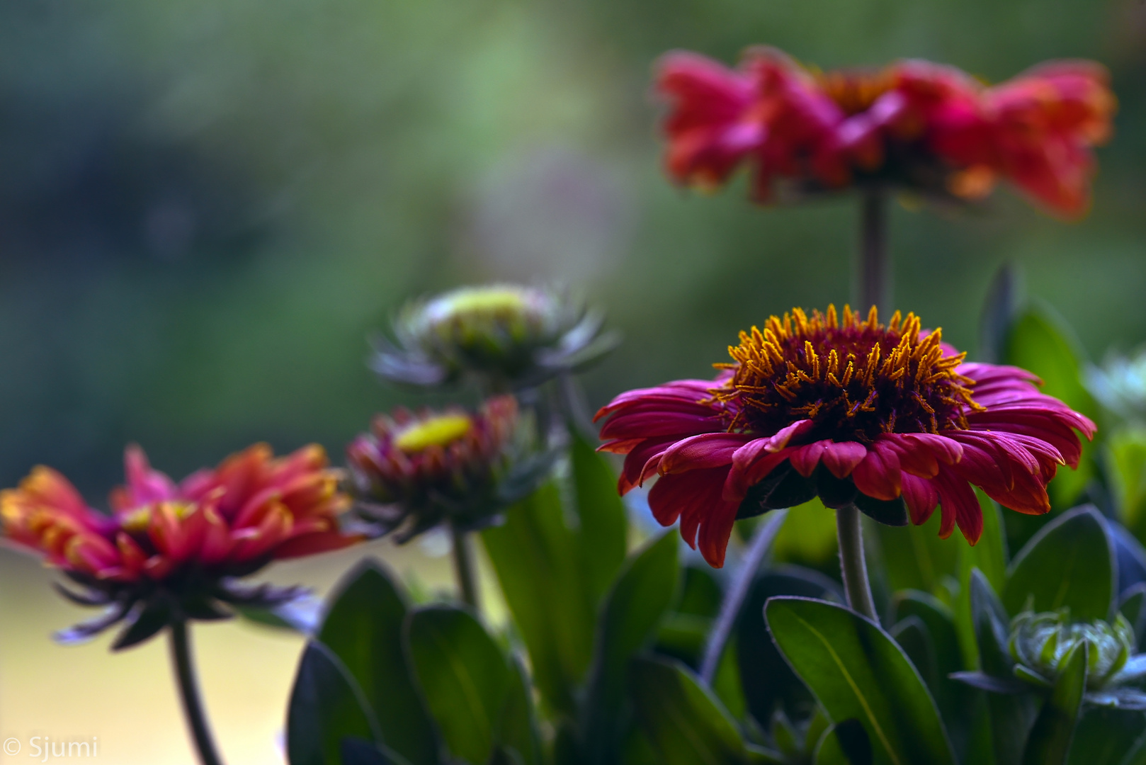 Gaillardia