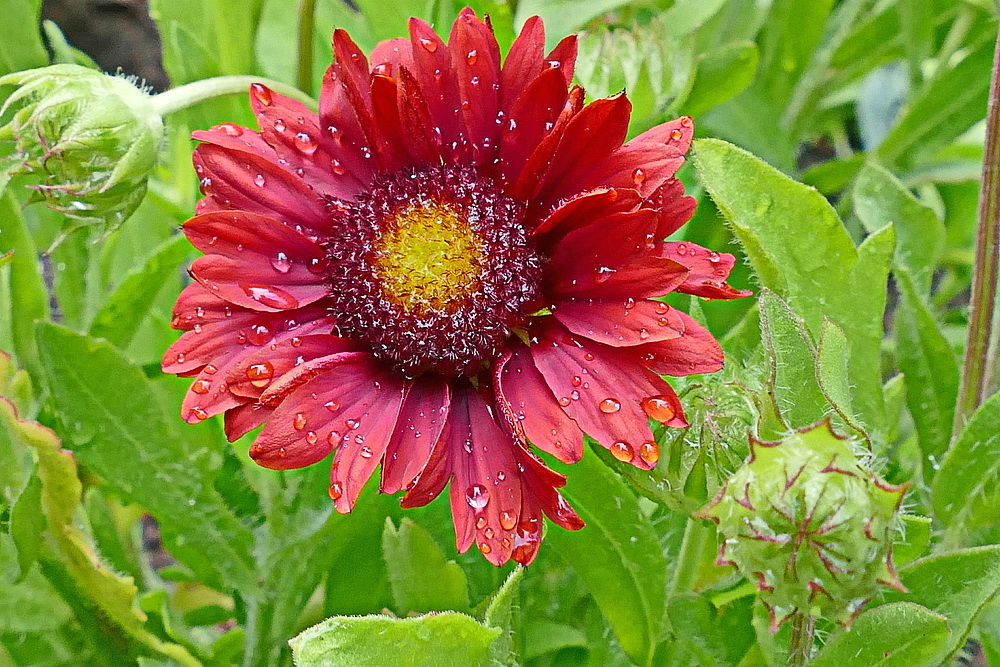 Gaillardia