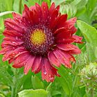 Gaillardia