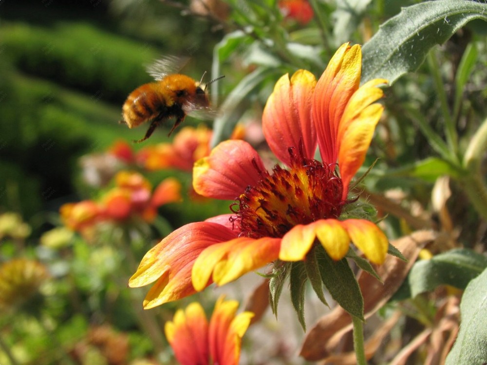 Gaillardia con ape (Gaillardia aristata)