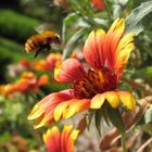 Gaillardia con ape (Gaillardia aristata)