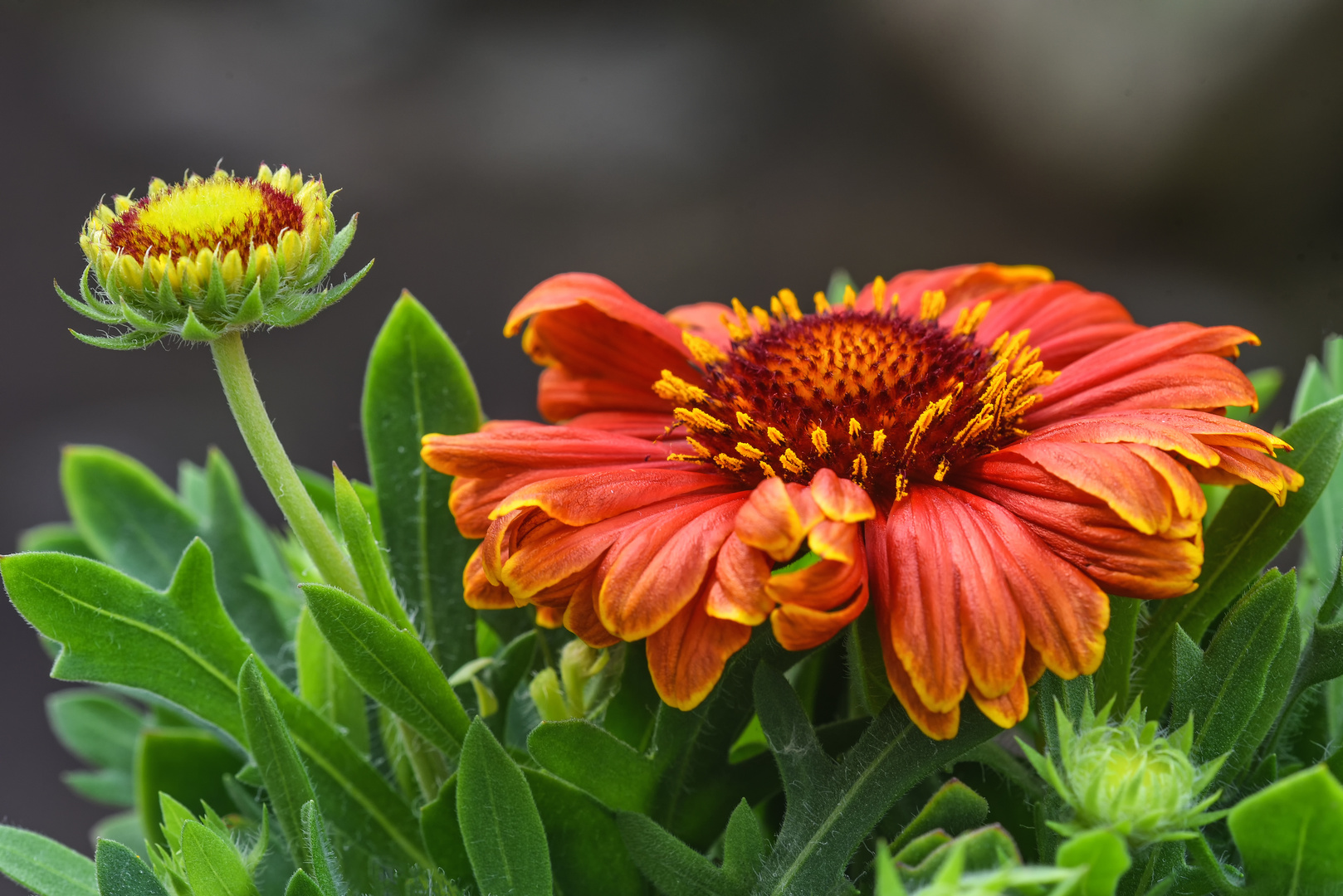 Gaillardia