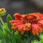 Gaillardia