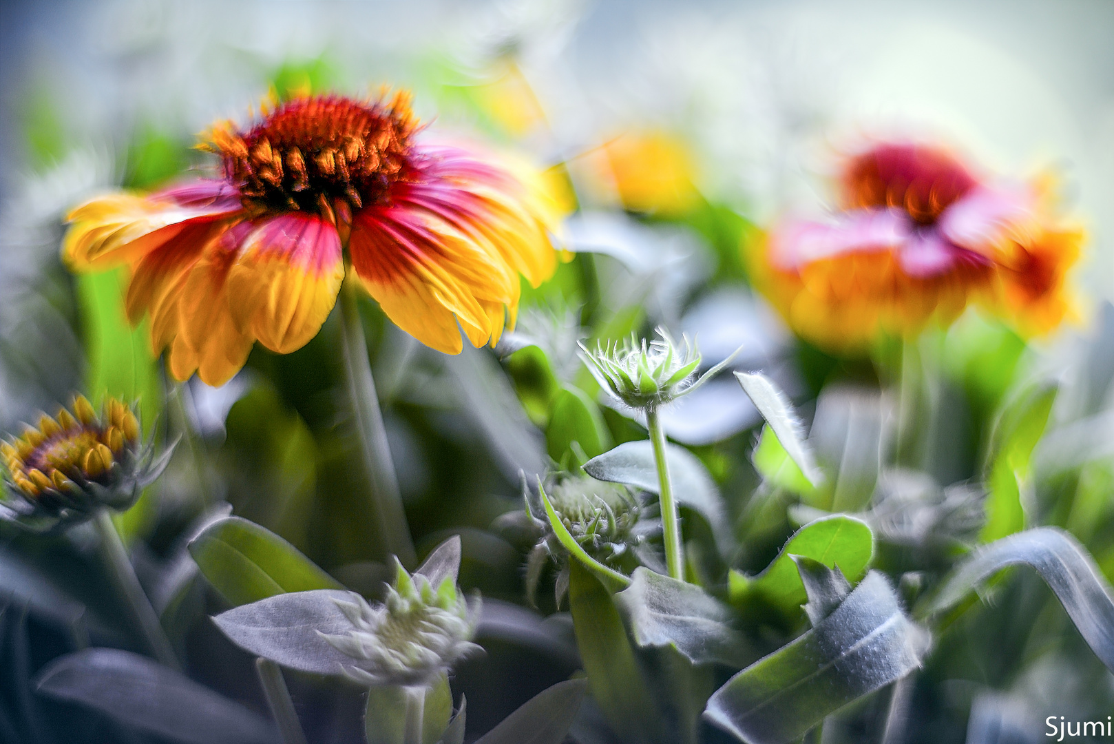 Gaillardia Hauchzart