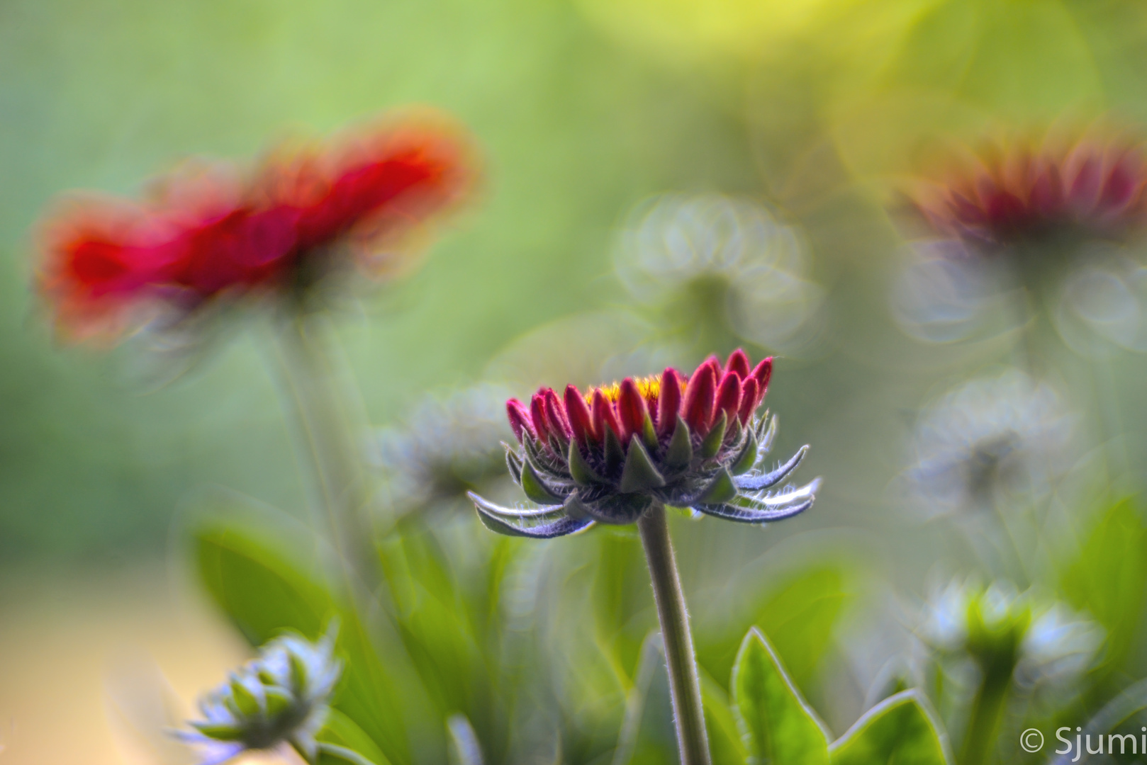 Gaillardia light magic