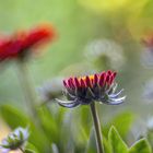 Gaillardia light magic