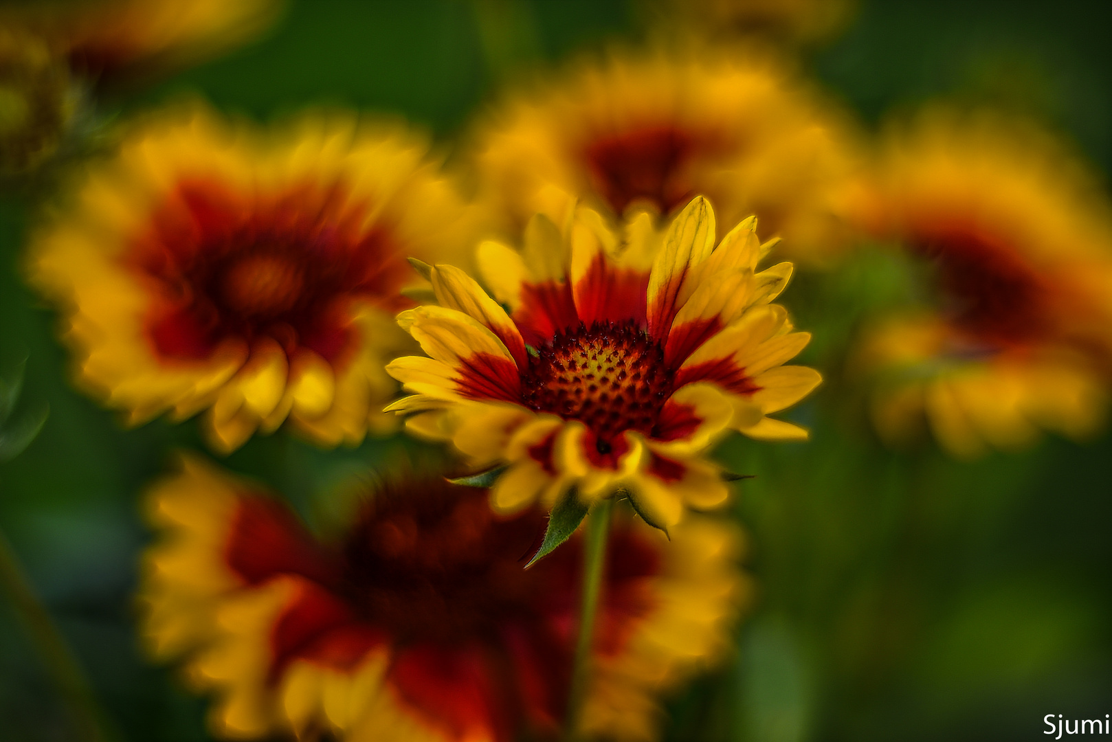 Gaillardia light magic