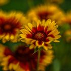 Gaillardia light magic