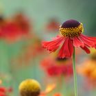 Gaillardia pulchella