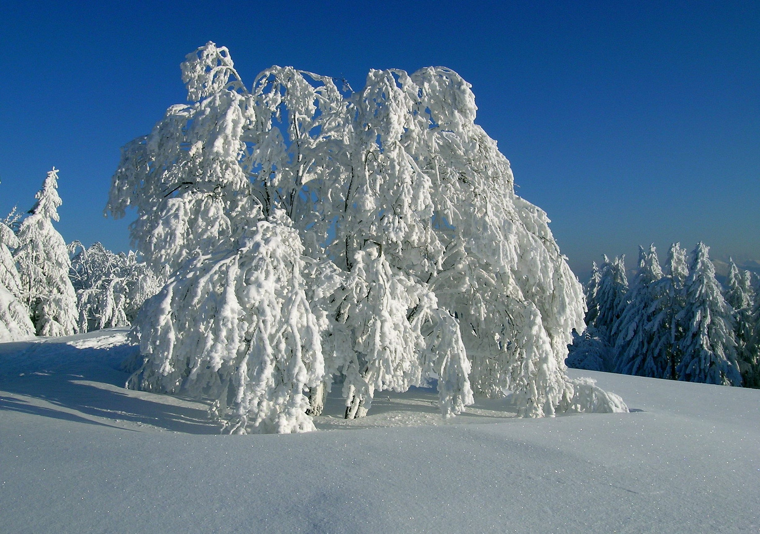 Gaisberg im Winter