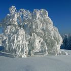 Gaisberg im Winter