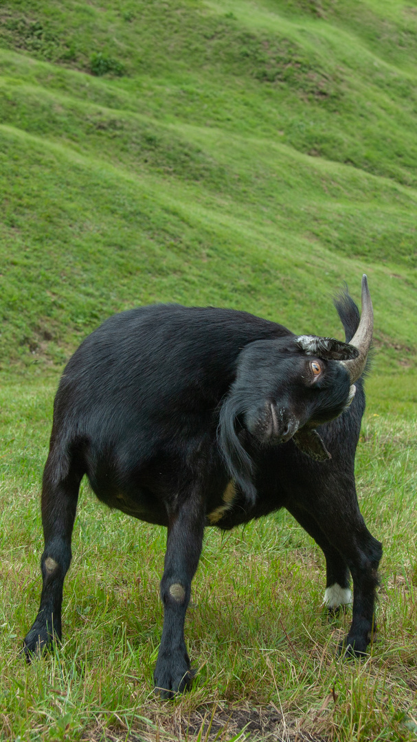 Gaisbock da guckst du