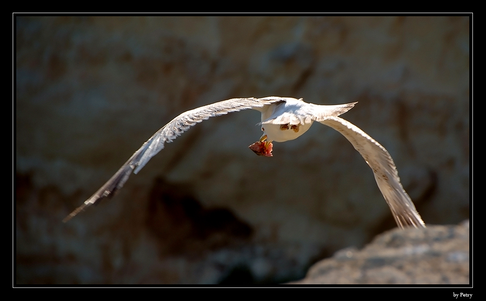 GAIVOTA ALBUFEIRA - PORTUGAL