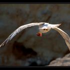 GAIVOTA ALBUFEIRA - PORTUGAL