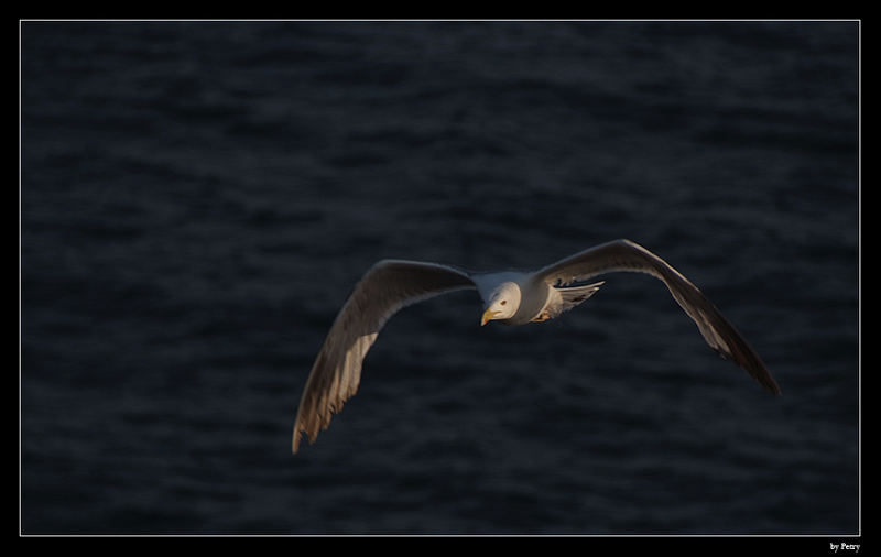 GAIVOTA - Portugal