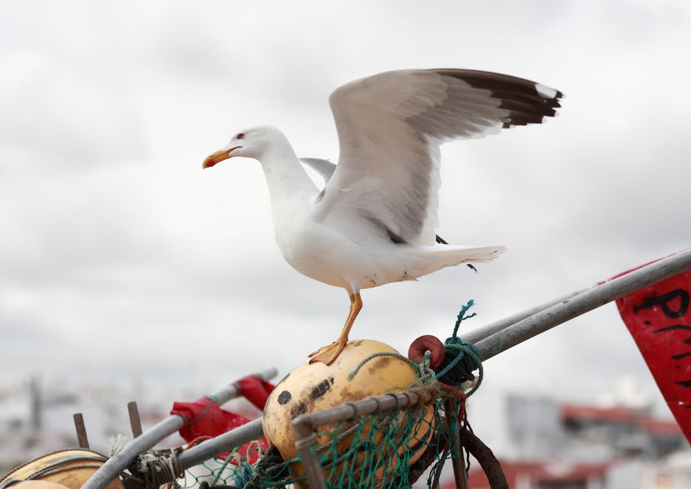 GAIVOTTA in WARTEPOSITION