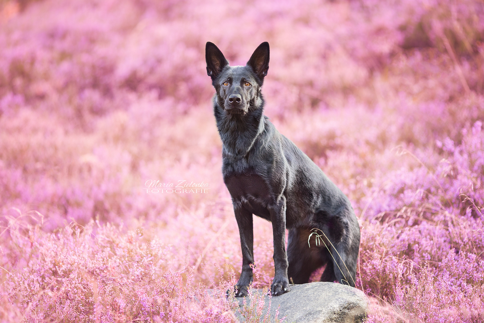 Gaja in der hamburger Heide