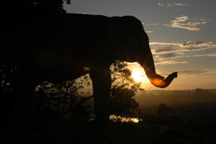 Gajah Seblat