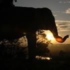 Gajah Seblat