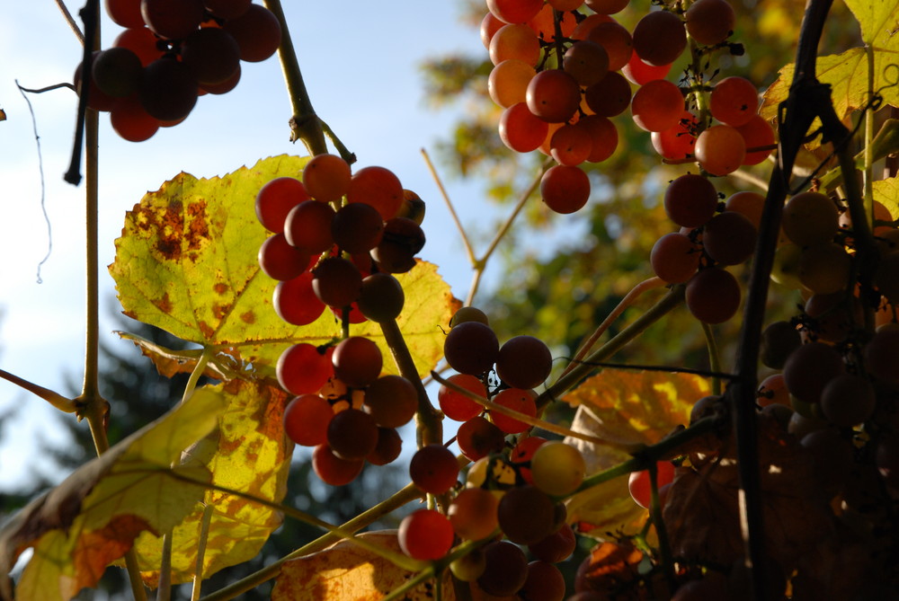 gajo de uvas