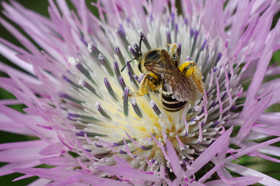 Galactites tomentosa mit Biene