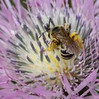 Galactites tomentosa mit Biene