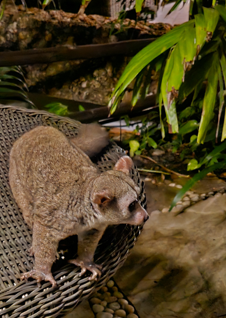 Galago am späten Abend