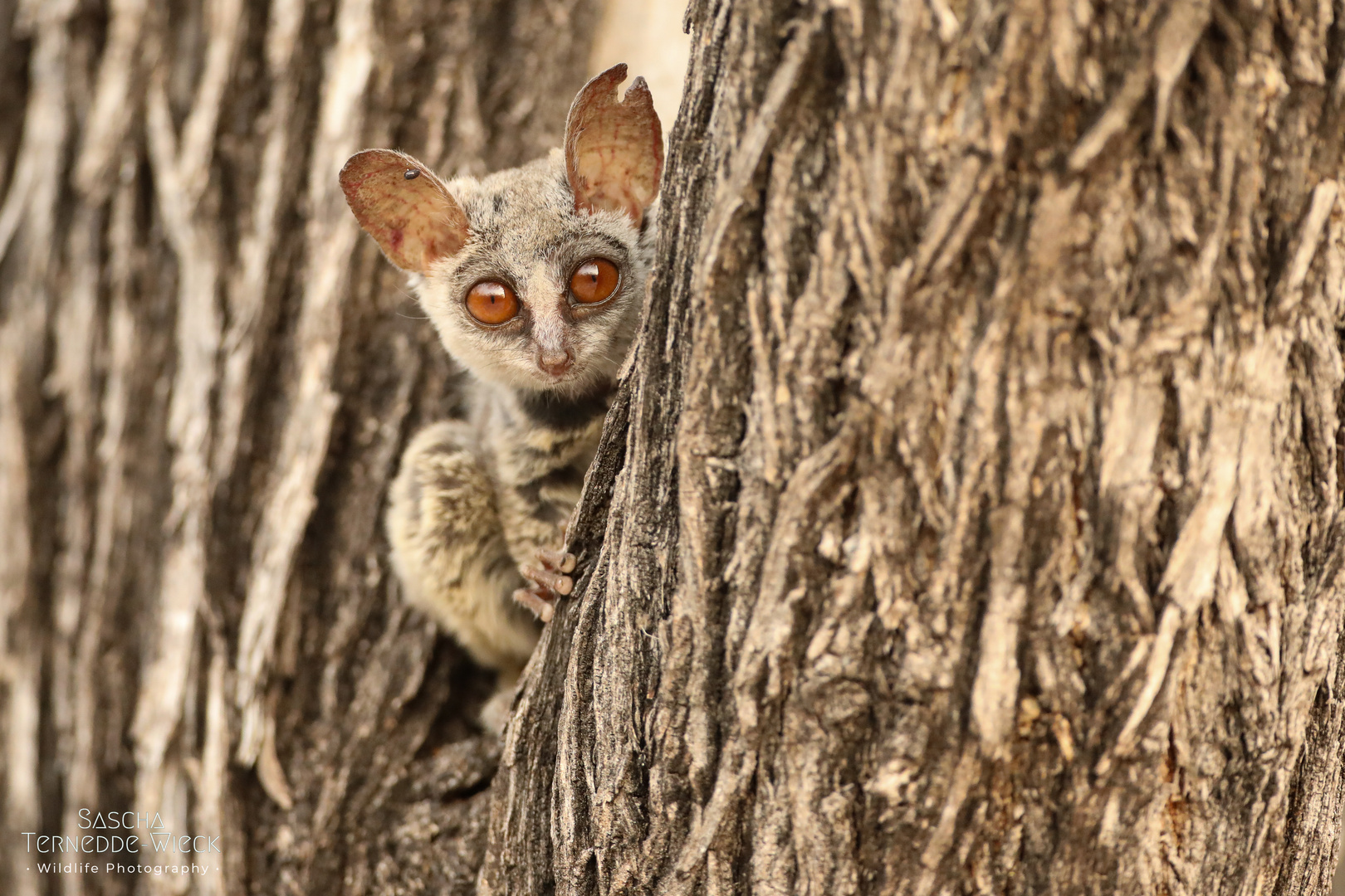 Galago bei Tag