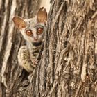 Galago bei Tag