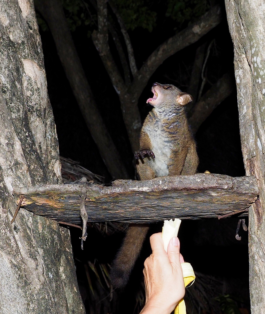 Galago oder gängiger: Buschbaby