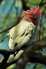 Galah