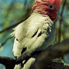 Galah