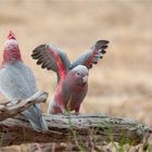 Galah