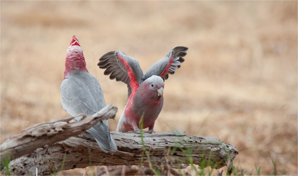 Galah