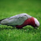 Galah