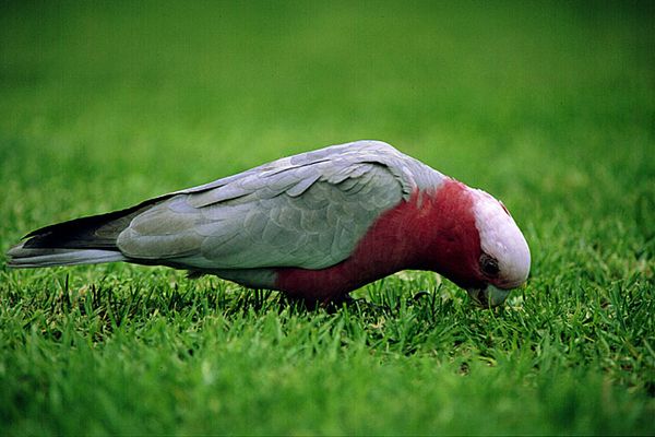 Galah