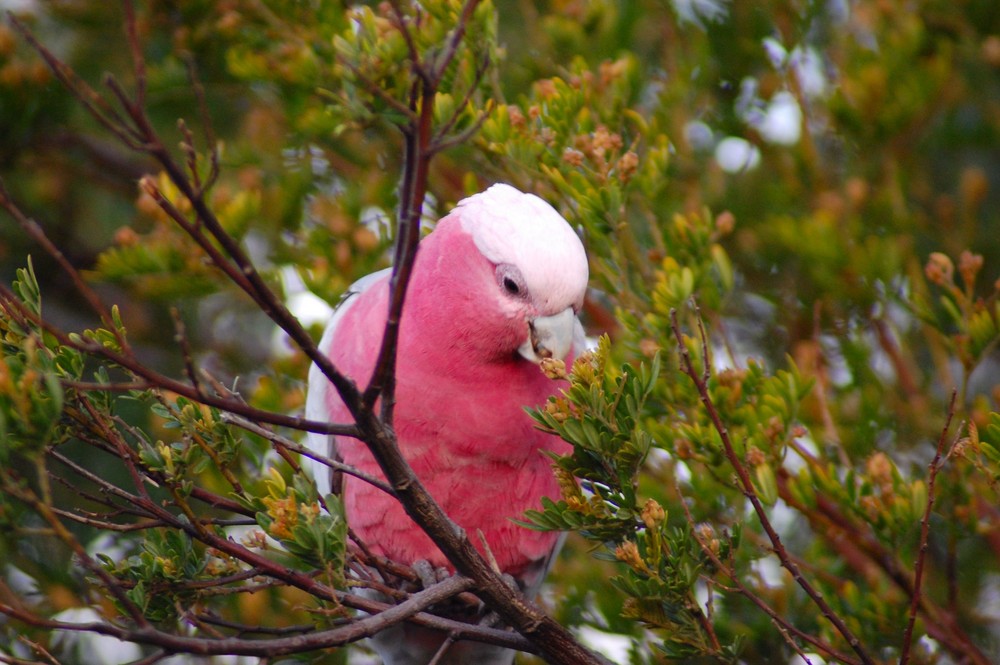 Galah 1 (freie Wildbahn)