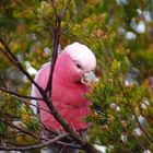 Galah 1 (freie Wildbahn)