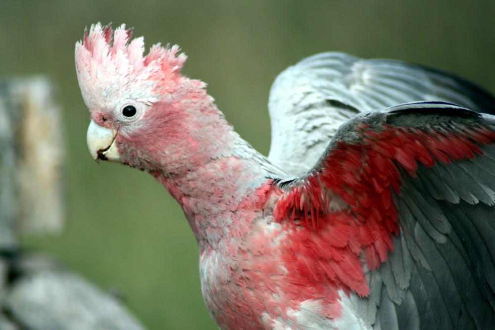 Galah