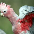 Galah