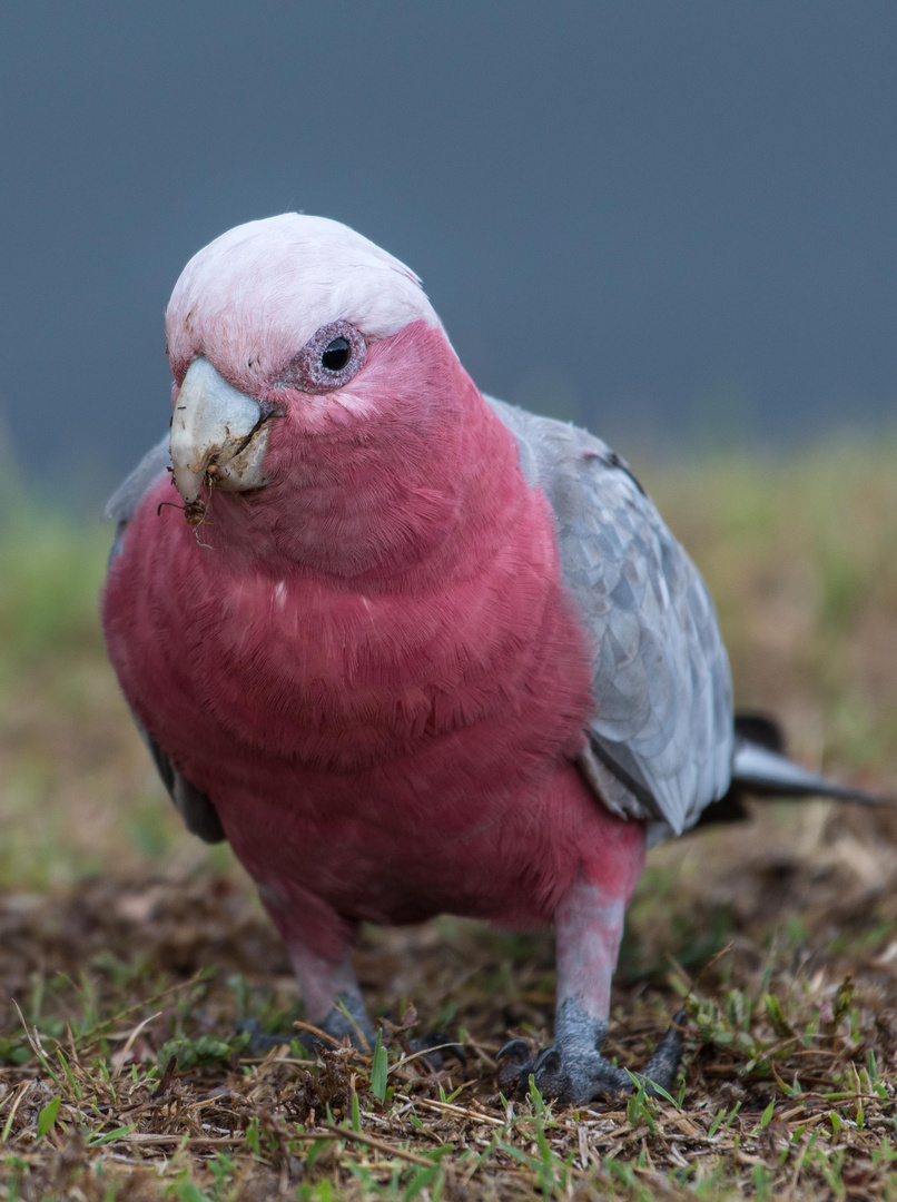 Galah