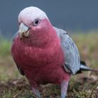 Galah