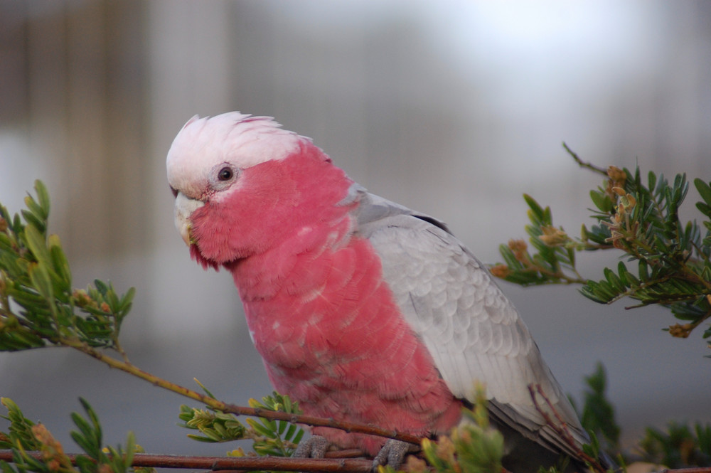 Galah 2 (freie Wildbahn)